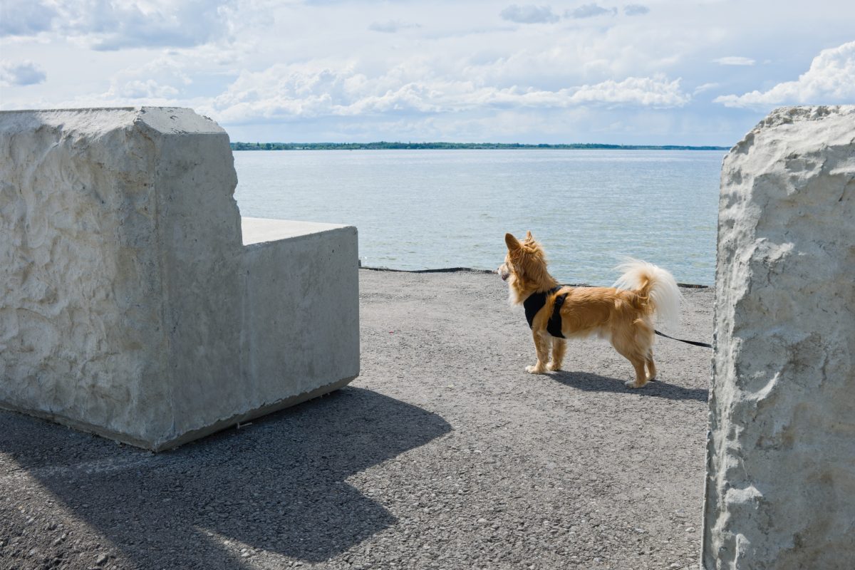 Gallery: Dogs