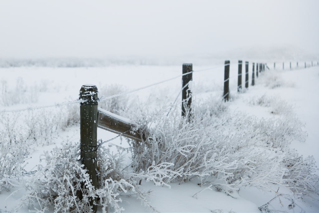 Along the fence