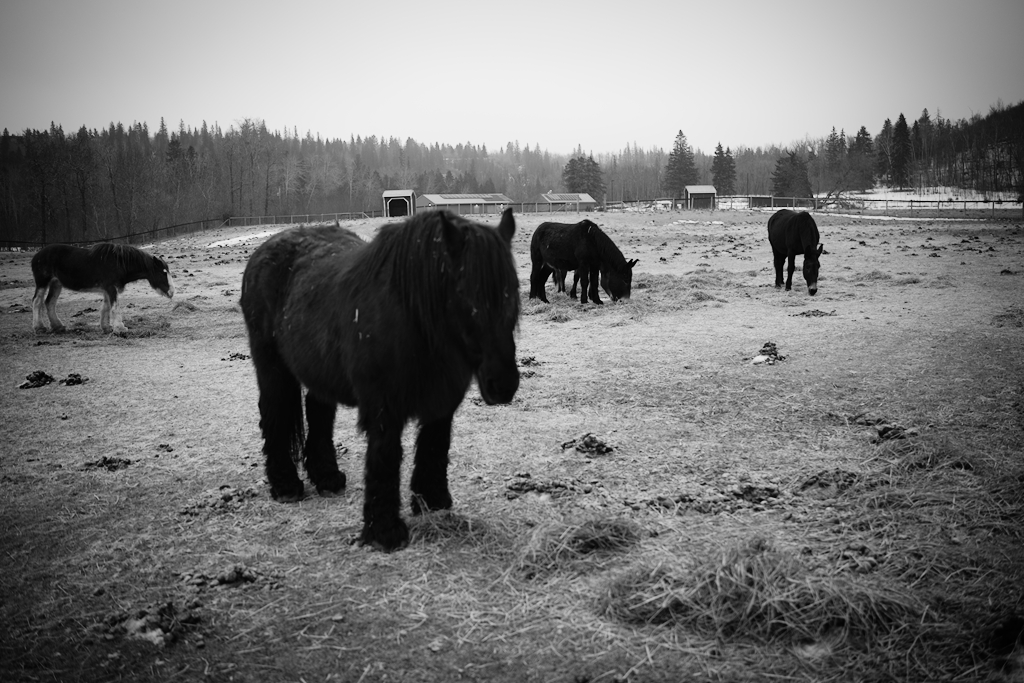 Horse standing out of focus